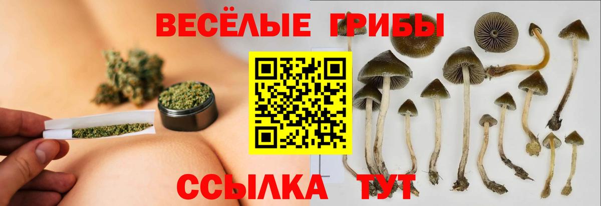 Галлюциногенные грибы Psilocybine cubensis Курчатов